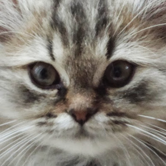 Meet your Posher, Janet - Picture 1 of 1